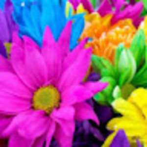 Meet your Posher, Siena